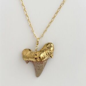 Shark tooth necklace